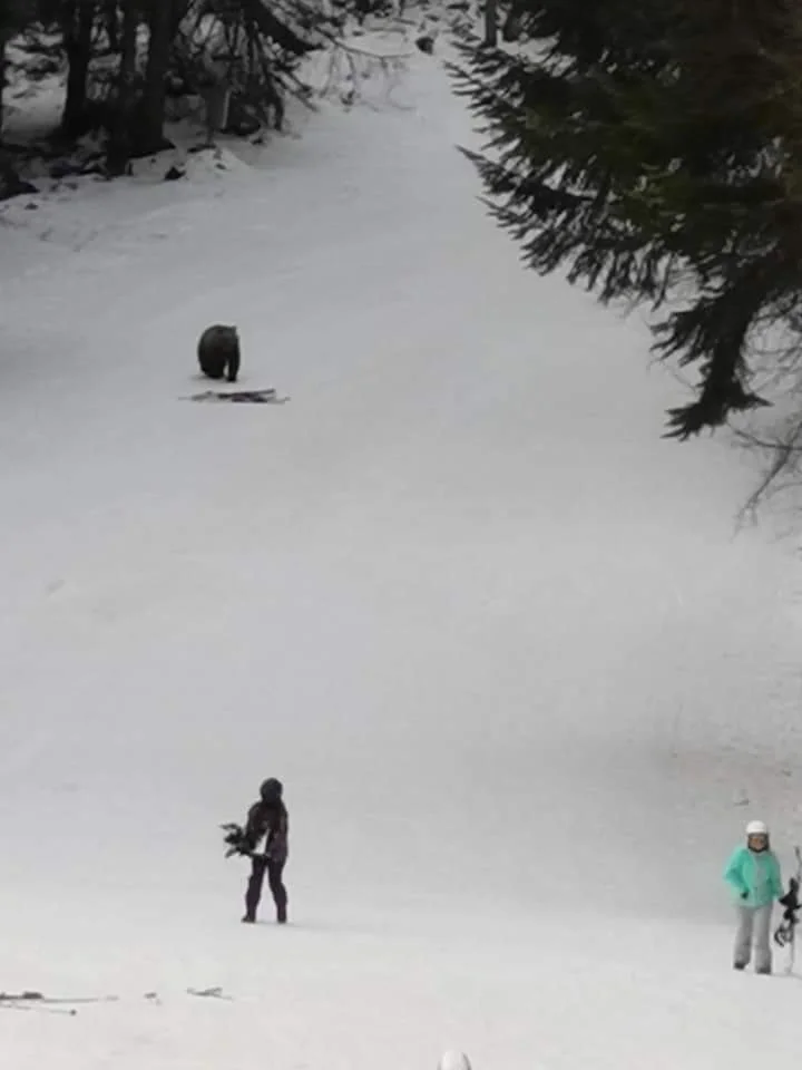 Video Brașov. Schior alergat de urs pe o pârtie din Predeal 1