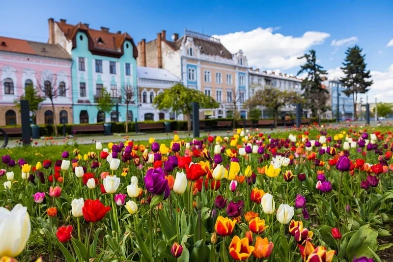 (Foto) Ce urât este la Cluj cu lalele. Mai frumos la Brașov cu păpădie 2