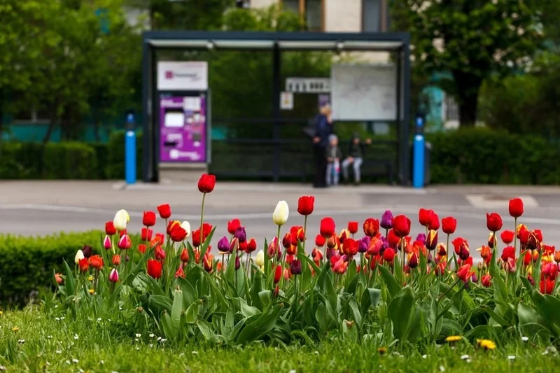 (Foto) Ce urât este la Cluj cu lalele. Mai frumos la Brașov cu păpădie 4