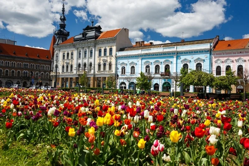 (Foto) Ce urât este la Cluj cu lalele. Mai frumos la Brașov cu păpădie 5