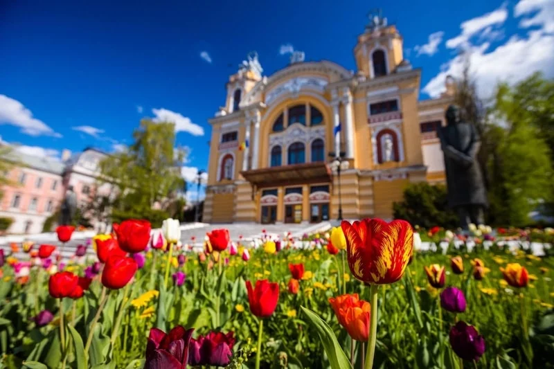 (Foto) Ce urât este la Cluj cu lalele. Mai frumos la Brașov cu păpădie 6