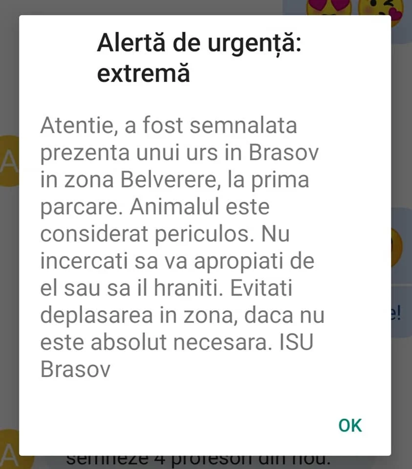 Brașov. Teroare în Șchei. „Colecție de alerte de urși pe care le-am primit în această săptămână. Dacă doriți sa faceți o plimbare pe înserat prin Schei, pregătiți-vă pentru parada cu făclii” 1