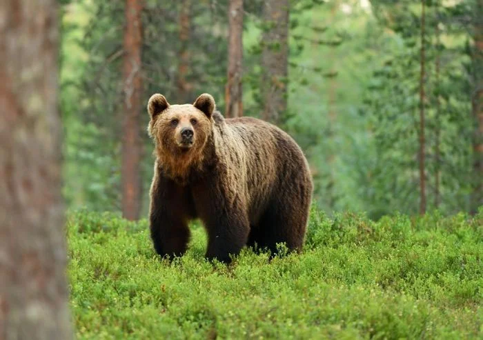 Un brașovean s-a întâlnit cu mai mulți urși în pădure "Nu putea ține în mână bidonul cu apă oferit" 1