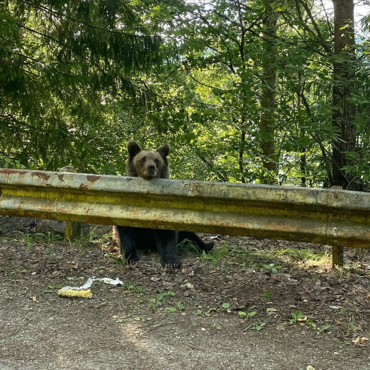 Brașov. „Să pui mâncare la urs la 10m de poteca de promenadă dintre Tâmpa-Garden și Iepure...Oare ce dovedește asta?” 2