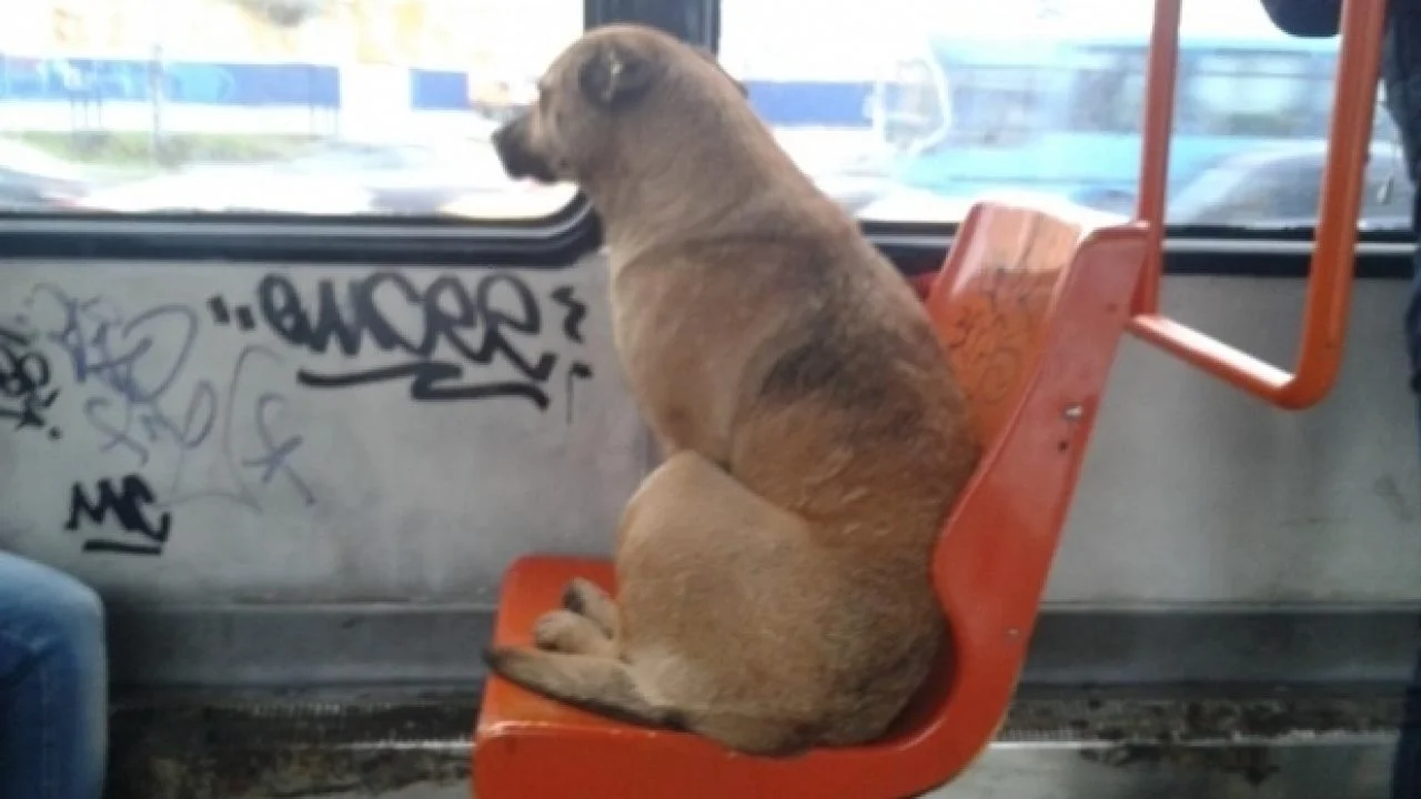 Brașov. Aprobat. Se permite accesul în mijloacele de transport cu animale de companie. Vezi condițiile 1