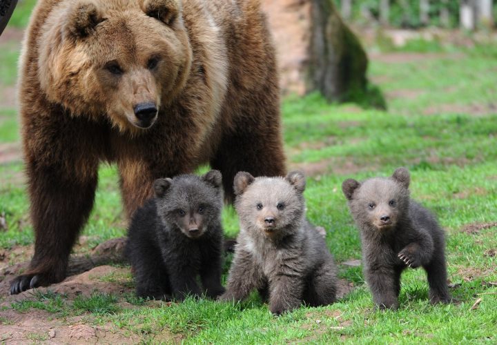 Allen Coliban: Am reușit să capturăm prima ursoaică cu trei pui în municipiul Brașov 1