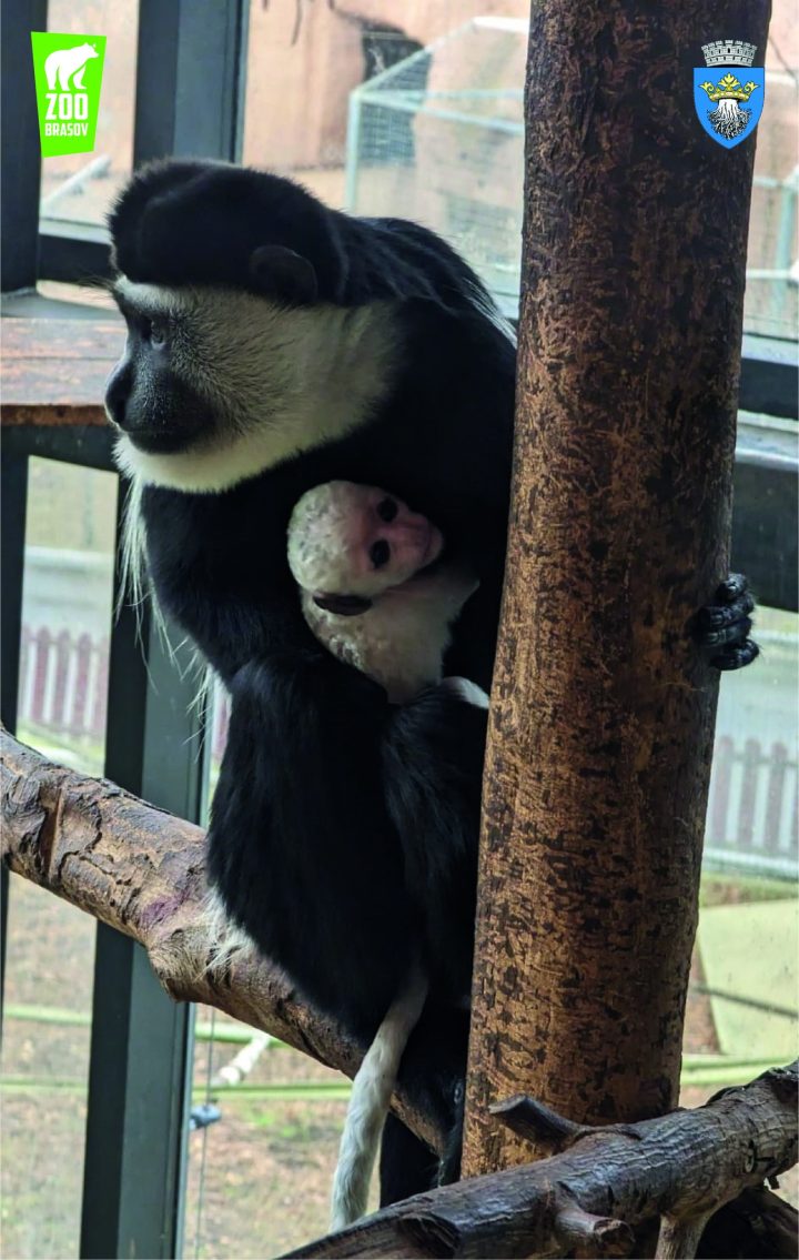 Zoo Brașov. Puiul vedetă de maimuță Colobus are două săptămâni și stă toată ziua în brațe. „Când mama își ia un pic de timp liber sau mănâncă, atunci dă puiul în grija partenerului sau altei femele" 1