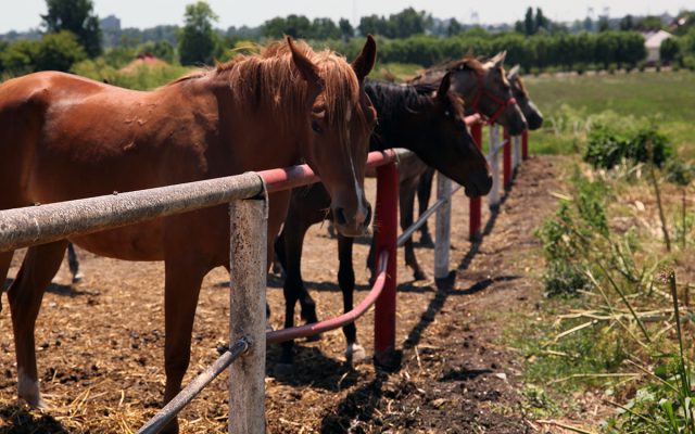 Brașov. 33 de cai, salvaţi de poliţişti dintr-un abator. Caii urmau să fie sacrificați, iar carnea exportată în Italia 1