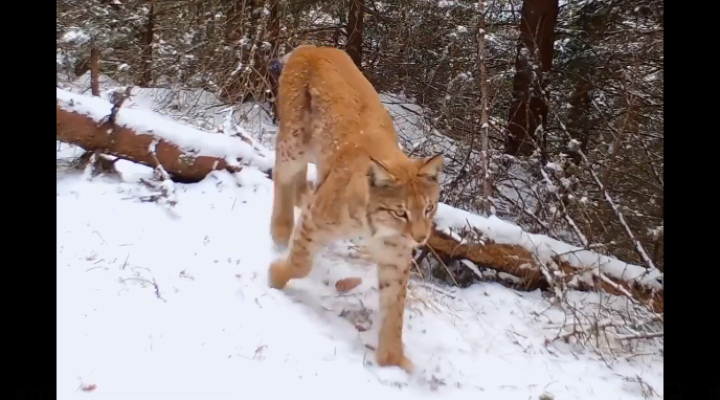 (Video) Imagini rare, surprinse în munții Făgăraș, cu cea mai mare felină din Europa. Un râs a fost filmat de activiștii Conservation Carpathia 1