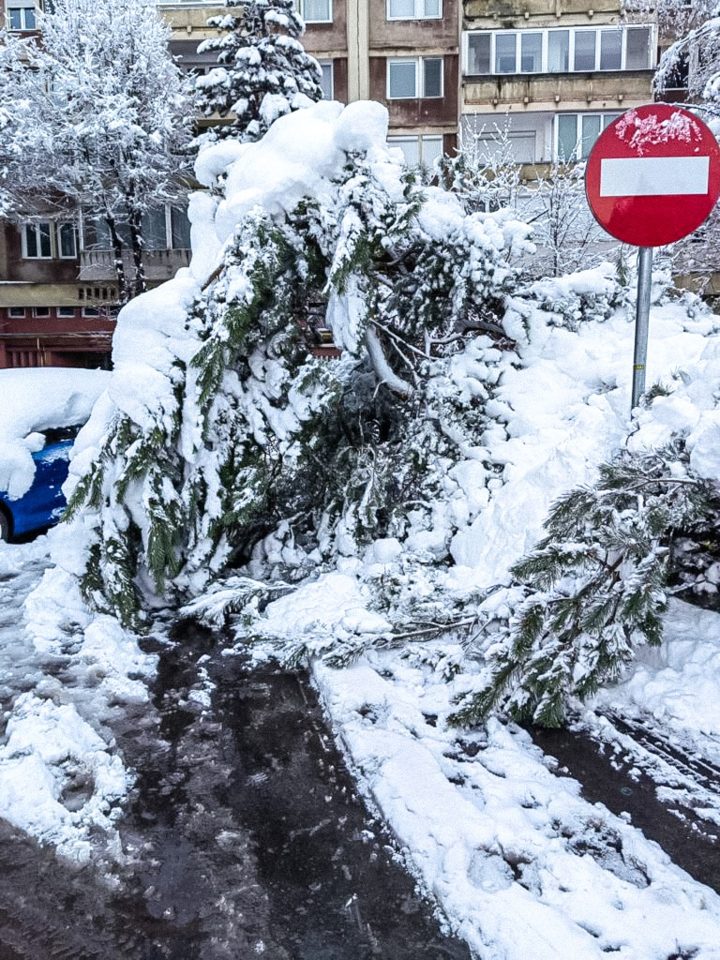 Foto Brașov. 50 de copaci s-au rupt din cauza greutății zăpezii. Tiruri și utilaje de deszăpezire, rămase blocate 1