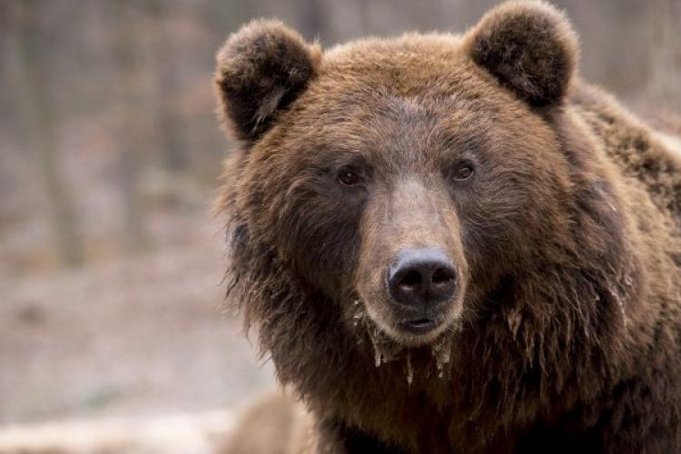 Brașov. Ro-Alert: Urs pe Calea București. Trei copii fugăriți de urs în Argeș 2