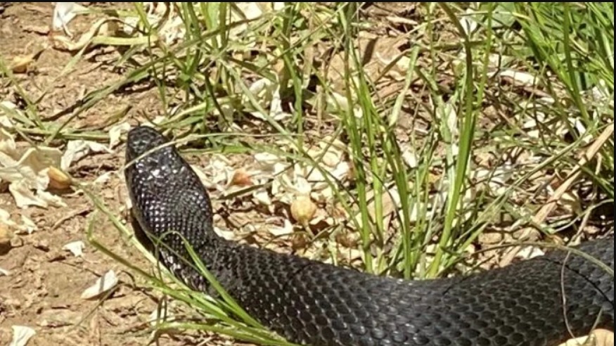 (Video) Reptilele veninoase care s-au înmulţit mult: muşcătura lor poate ucide în 5 ore. Salvamont: „Ar fi bine ca turiştii să aibă cu ei un băţ lung” 2