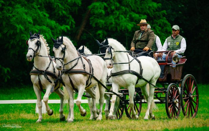 Brașov. Paradă de lipițani la Herghelia de la Sâmbăta de Jos 3