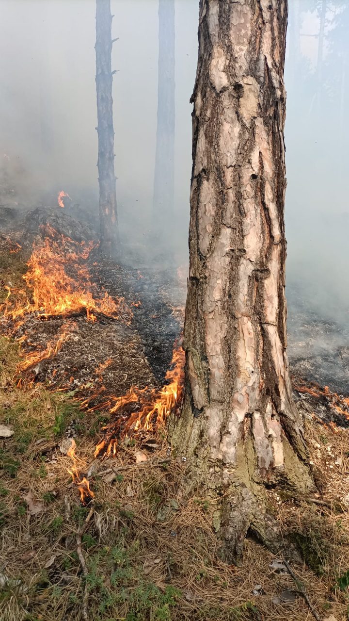 Foto Brașov. S-a extins incendiul de lângă pădurea Râșnovului 1