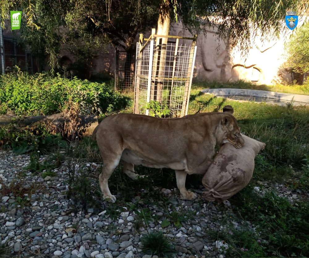 Inteligența artificială, paznic la Zoo Brașov. Avantajele pentru animale 1