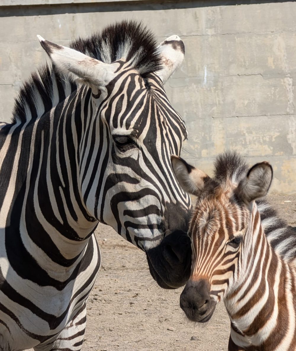 Inteligența artificială, paznic la Zoo Brașov. Avantajele pentru animale 2