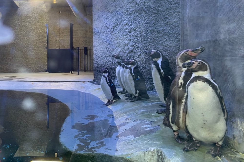 Primarul George Scripcaru: „În premieră în România, Grădina Zoologică de la Brașov își așteaptă vizitatorii pentru a le prezenta cei 9 pinguini, cei 4 lei de mare și cele două foci” 3