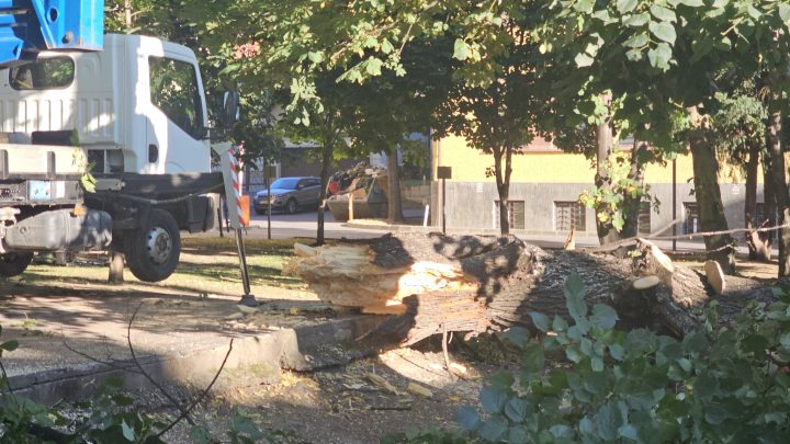 Se rup copacii în Brașov. Copac prăbușit în piațetă, Primăria a intervenit de urgență 4