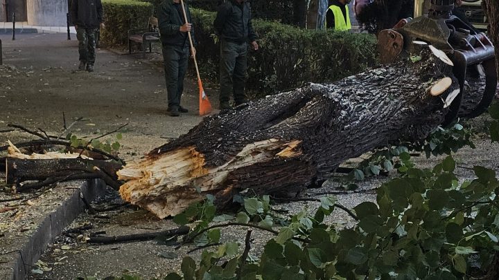 Se rup copacii în Brașov. Copac prăbușit în piațetă, Primăria a intervenit de urgență 1
