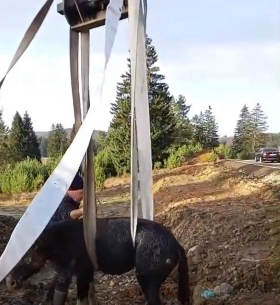 (Video) Operațiune contra cronometru în Poiana Brașov: pompierii au salvat un mânz căzut într-un canal. „Fiecare viață contează” 2 (Video) Operațiune contra cronometru în Poiana Brașov: pompierii au salvat un mânz căzut într-un canal. „Fiecare viață contează” 2