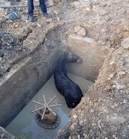 (Video) Operațiune contra cronometru în Poiana Brașov: pompierii au salvat un mânz căzut într-un canal. „Fiecare viață contează” 3 (Video) Operațiune contra cronometru în Poiana Brașov: pompierii au salvat un mânz căzut într-un canal. „Fiecare viață contează” 3