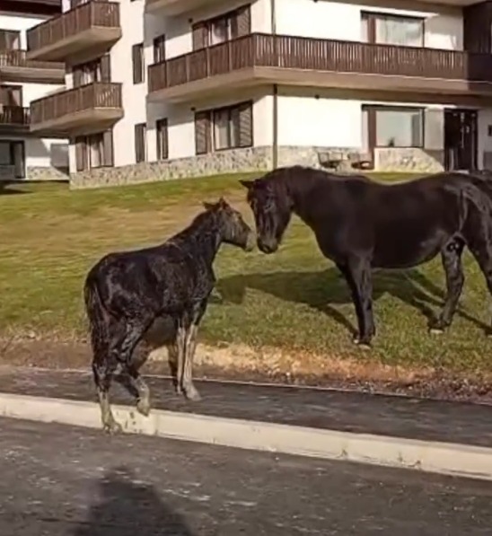 (Video) Operațiune contra cronometru în Poiana Brașov: pompierii au salvat un mânz căzut într-un canal. „Fiecare viață contează” 1 (Video) Operațiune contra cronometru în Poiana Brașov: pompierii au salvat un mânz căzut într-un canal. „Fiecare viață contează” 1