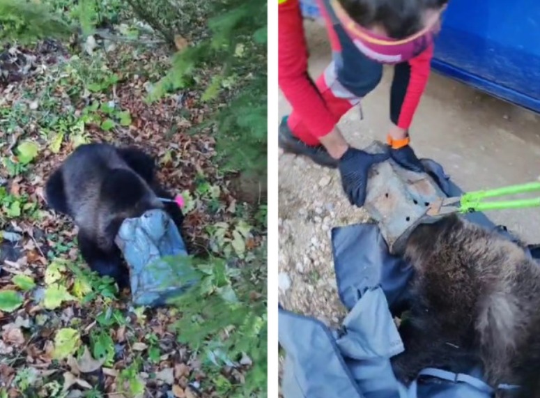 (Video) Brașov. Cum a fost salvat un pui de urs după ce și-a blocat capul într-o găleată metalică. „Fiecare minut era foarte important” 1 (Video) Brașov. Cum a fost salvat un pui de urs după ce și-a blocat capul într-o găleată metalică. „Fiecare minut era foarte important” 1