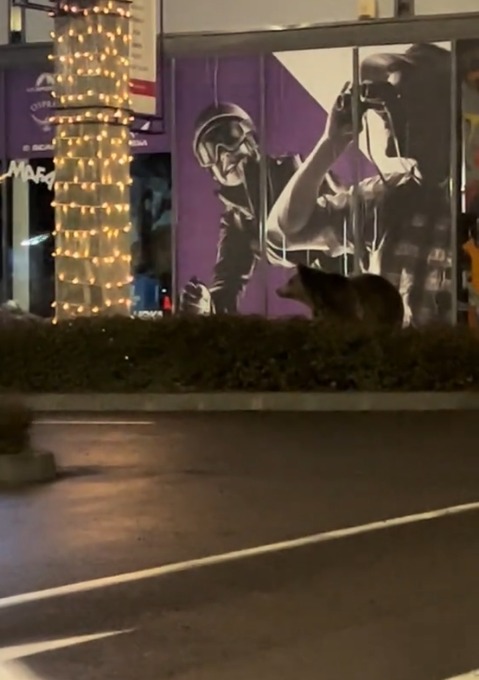 (Video) Brașov. Urs filmat la Mall-ul Coresi. „Am primit aseară alertă ca e un urs prin spatele mallului Coresi” 1 (Video) Brașov. Urs filmat la Mall-ul Coresi. „Am primit aseară alertă ca e un urs prin spatele mallului Coresi” 1
