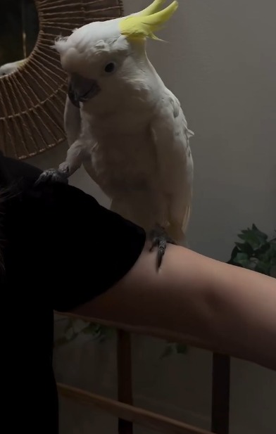 (Video) S-a deschis Zoo Cafe Brașov, singura cafenea din Transilvania în care îți bei cafeaua la un pas de animale exotice 2 (Video) S-a deschis Zoo Cafe Brașov, singura cafenea din Transilvania în care îți bei cafeaua la un pas de animale exotice 2