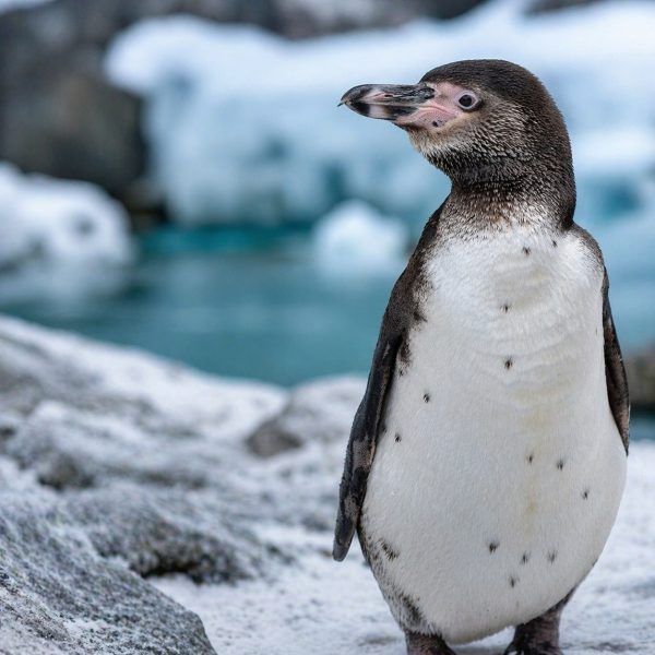 Zi specială la Zoo Brașov pentru cei 20 de pinguini Humboldt. Ce activități sunt pregătite pentru vizitatori 1