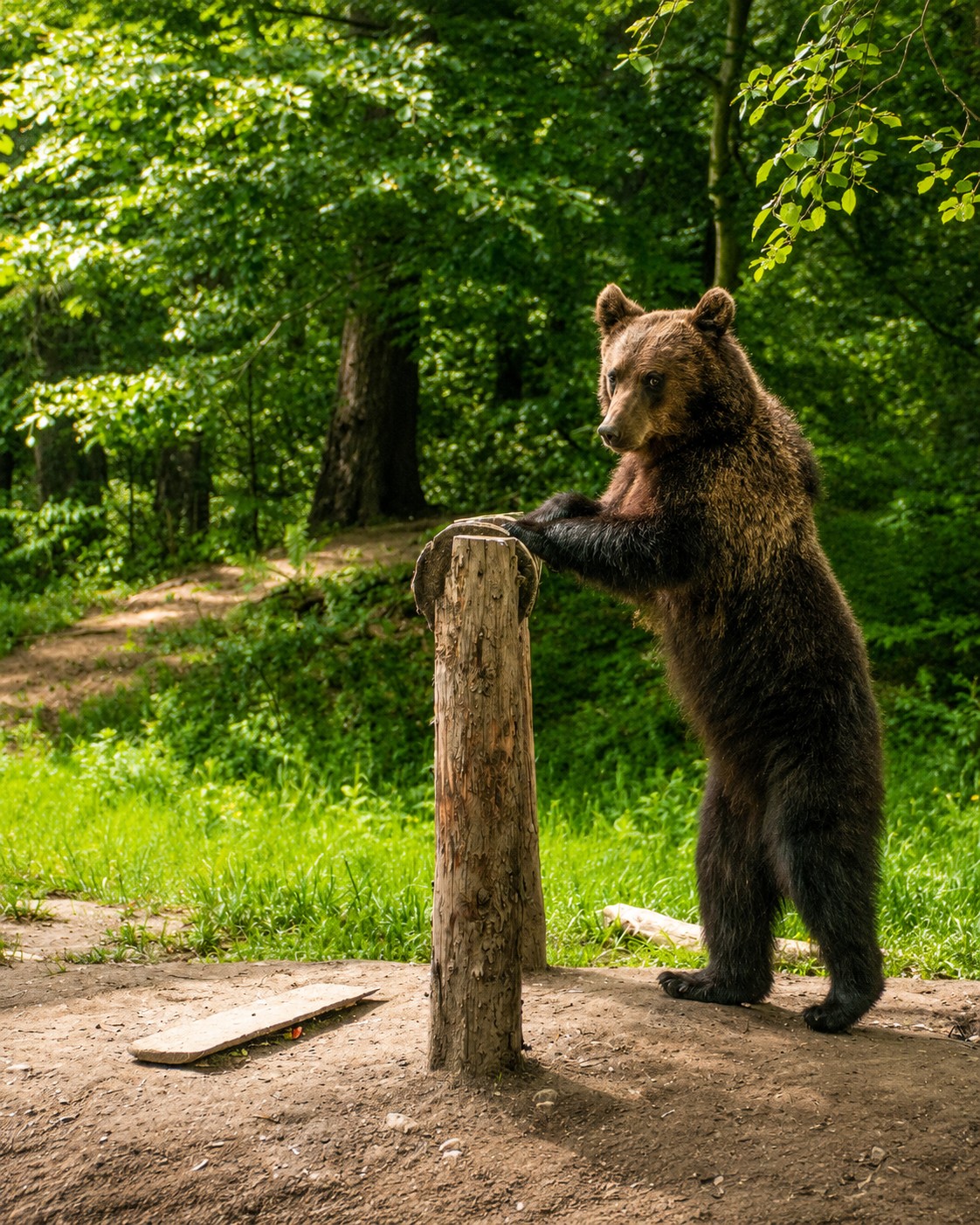 Alertă de urs între blocurile Brașovului, în plină zi. Surori atacate de urs pe Transfăgărășan 1 Alertă de urs între blocurile Brașovului, în plină zi. Surori atacate de urs pe Transfăgărășan 1