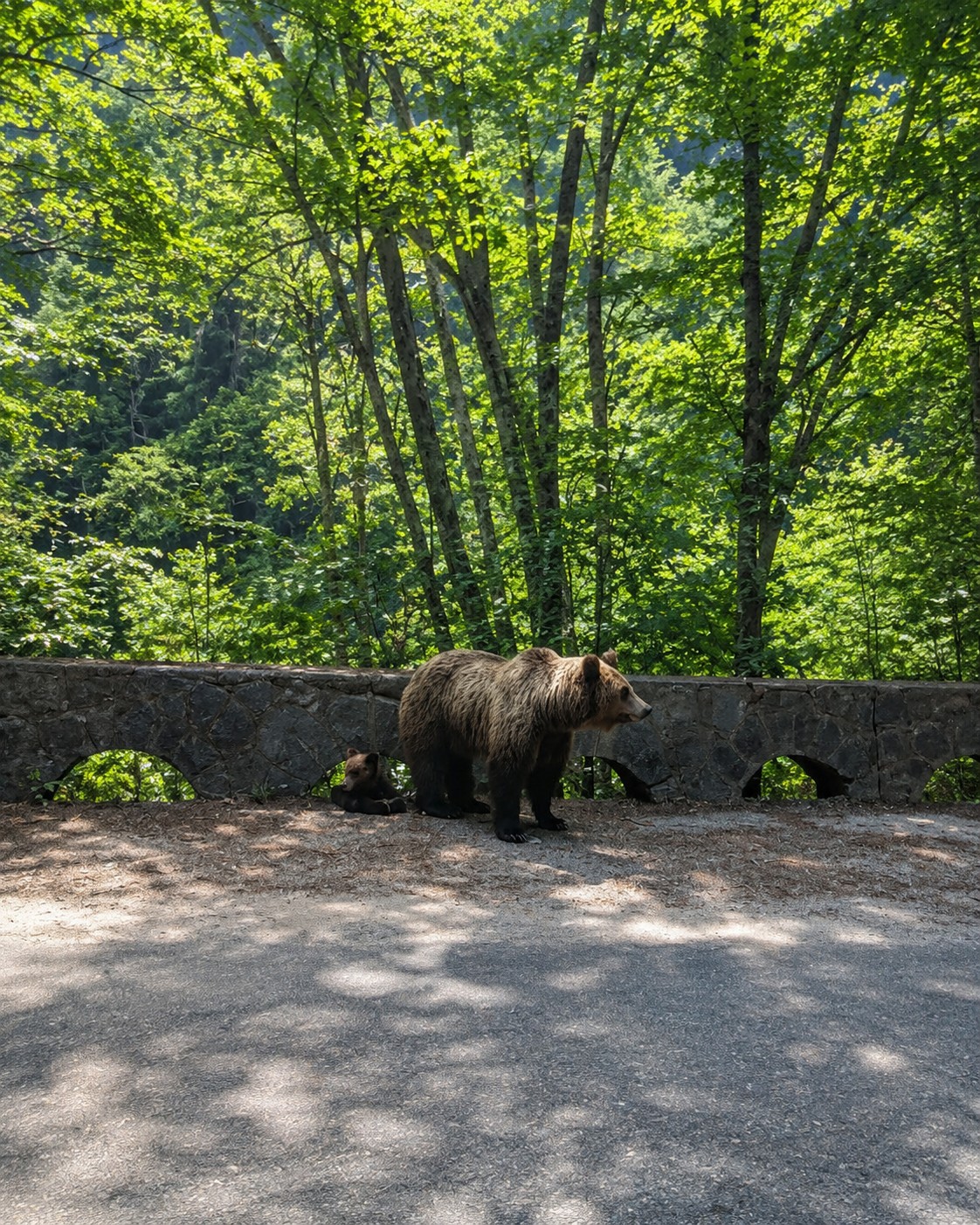 Ursoaică împușcată pe o stradă din Brașov. O alta, cu trei pui, s-a retras în pădure. Cel de-al 10-lea urs împușcat în Brașov 1 Ursoaică împușcată pe o stradă din Brașov. O alta, cu trei pui, s-a retras în pădure. Cel de-al 10-lea urs împușcat în Brașov 1